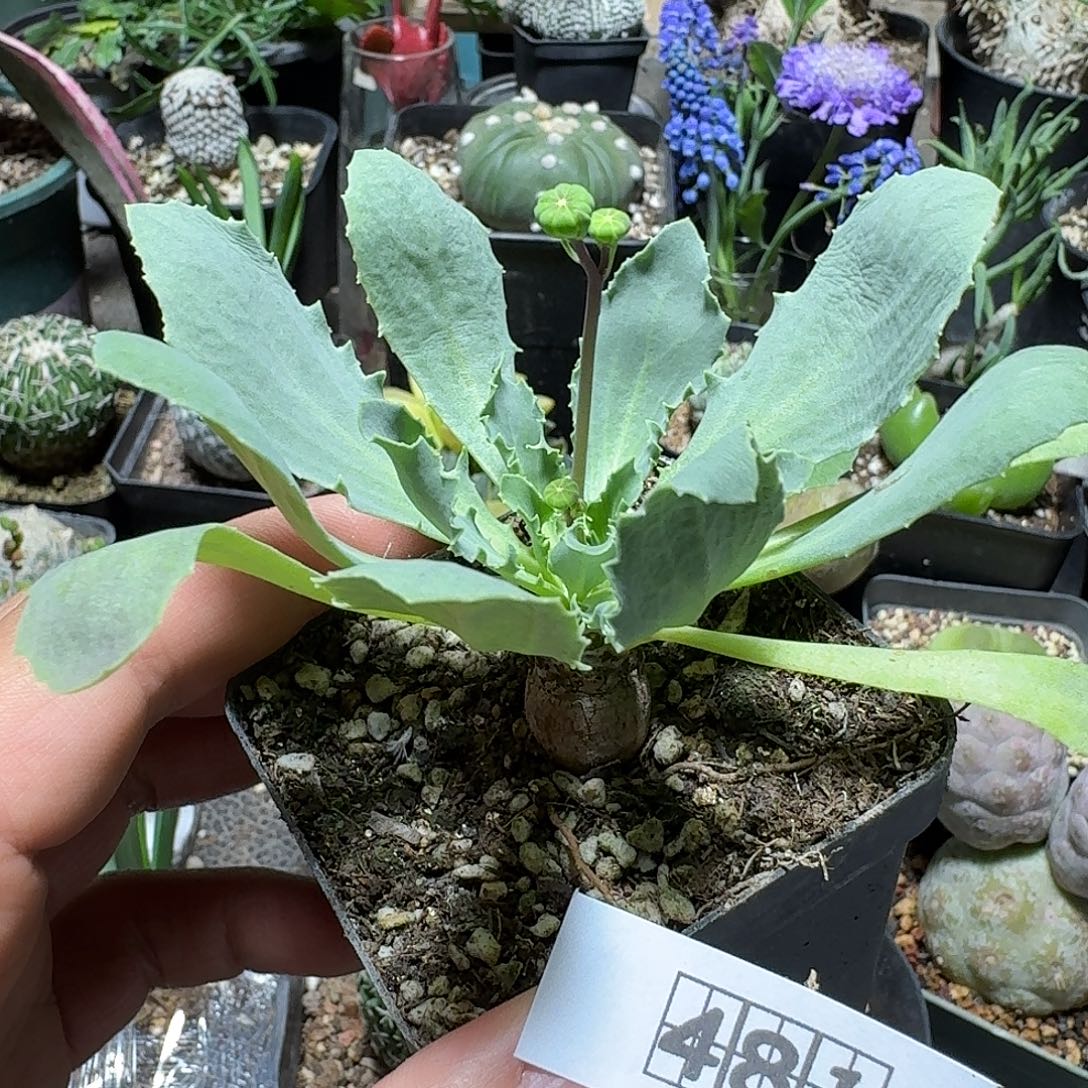 481装甲厚敦菊带盆发货