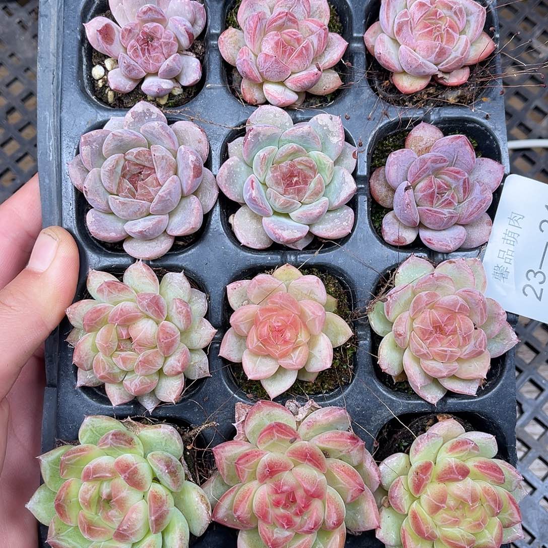 。***木多肉一物一拍23-24