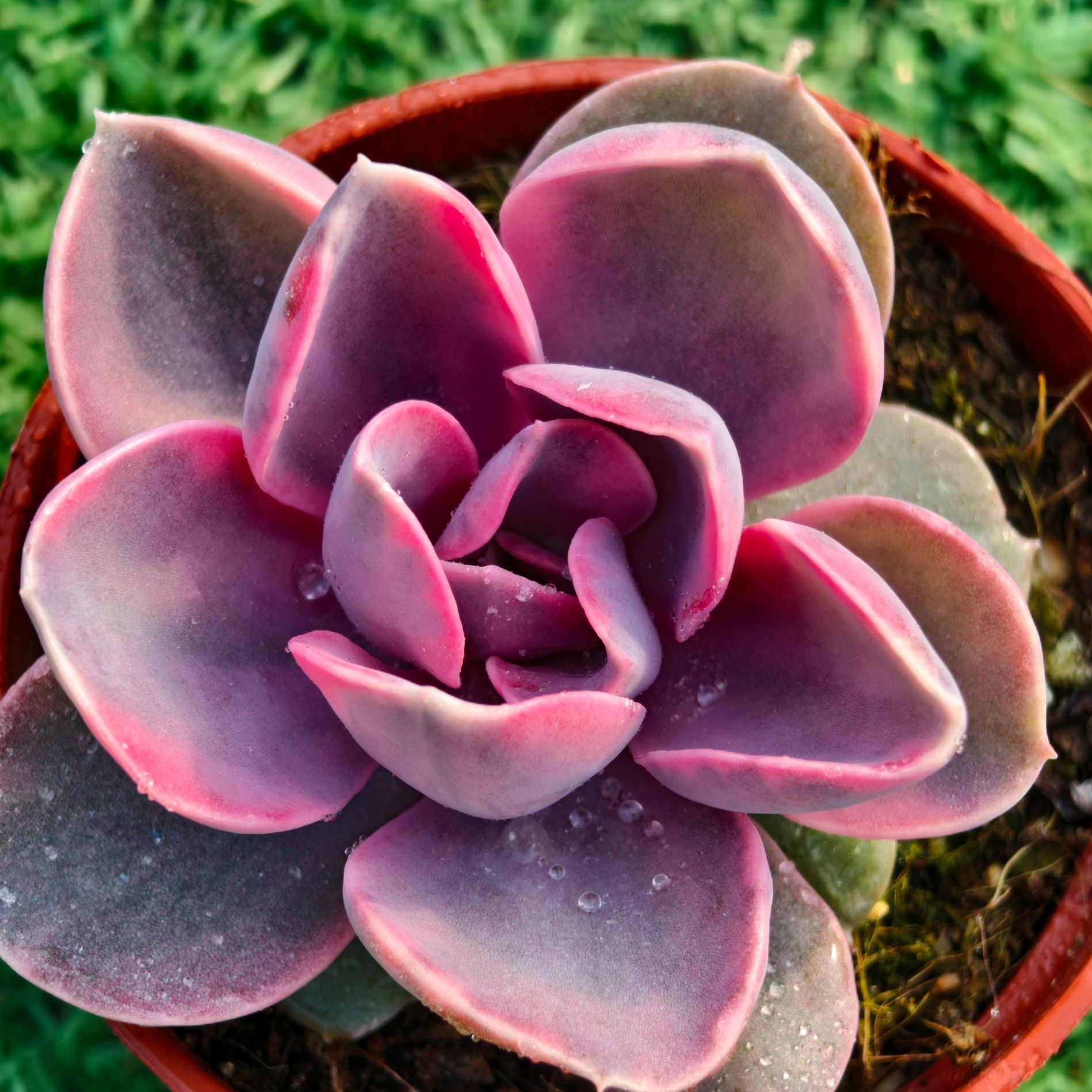 彩虹精品多肉裸根上盆