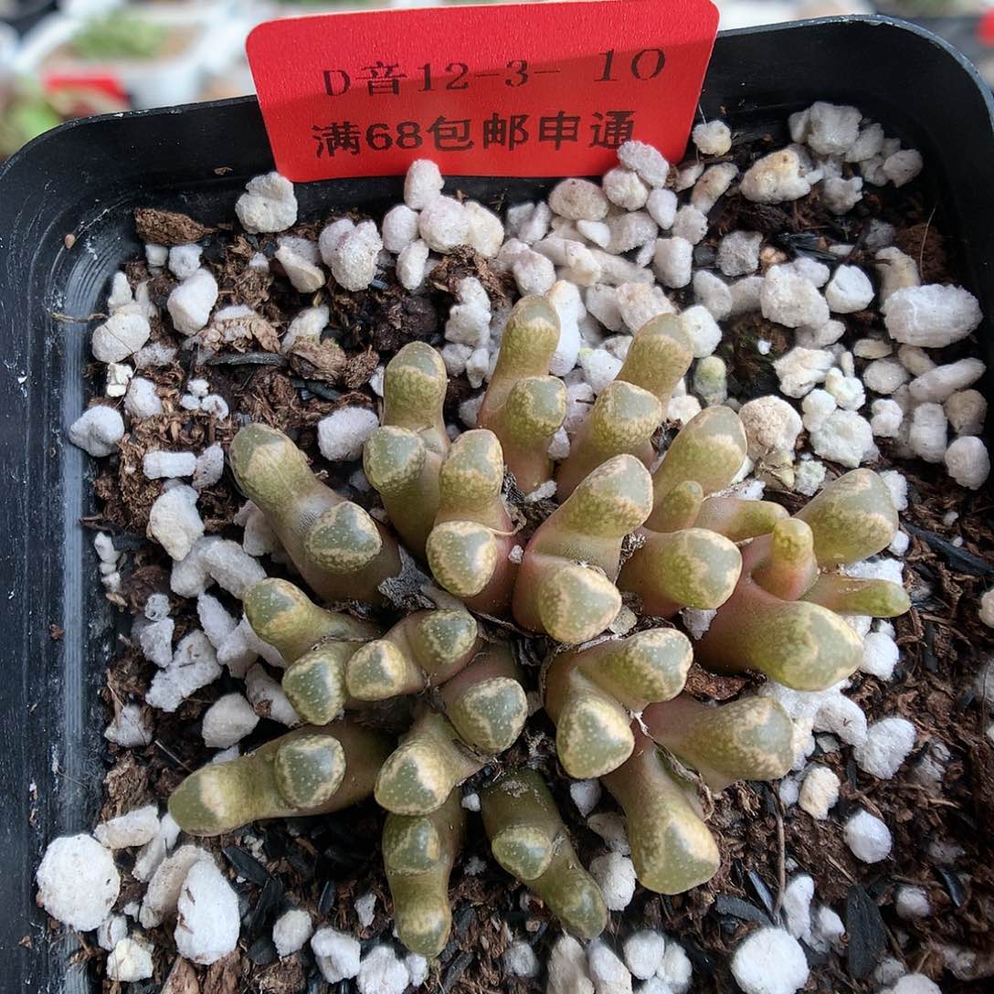 12-3-10  火柴一群