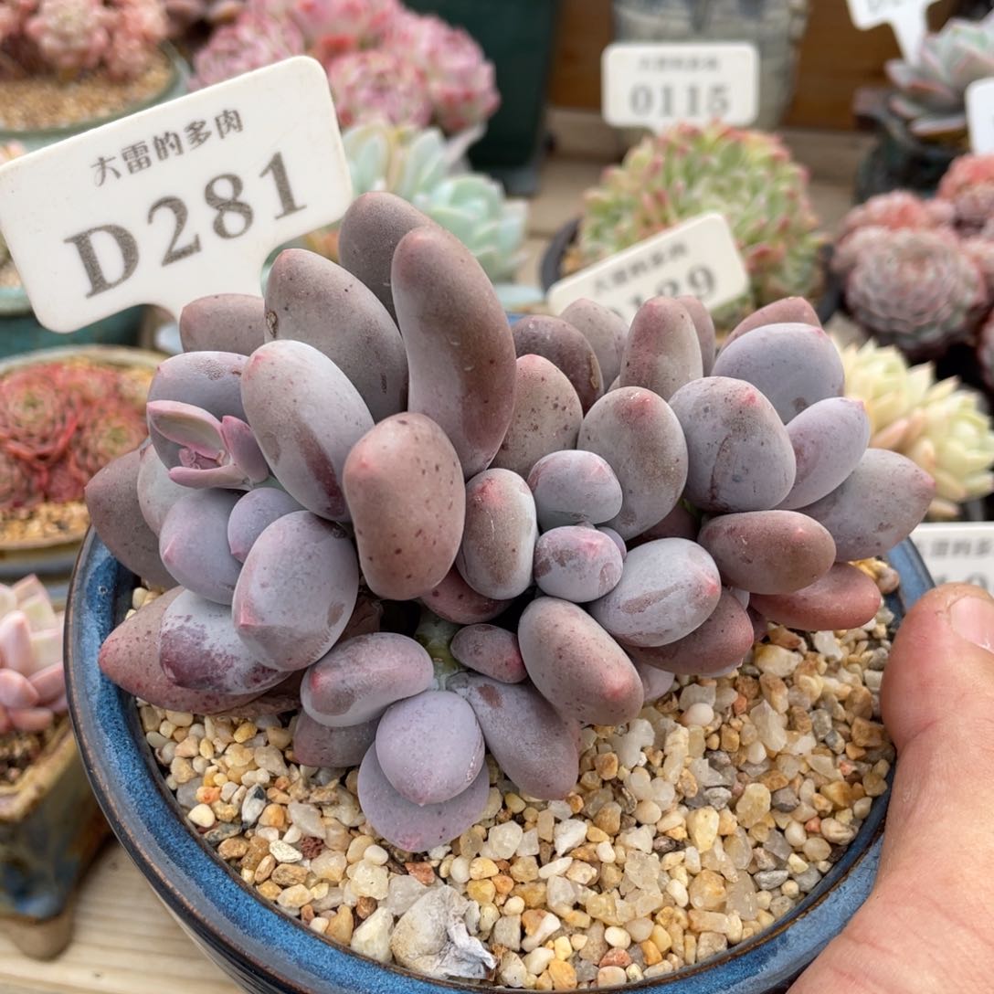 281大叶奶不带盆12厘米