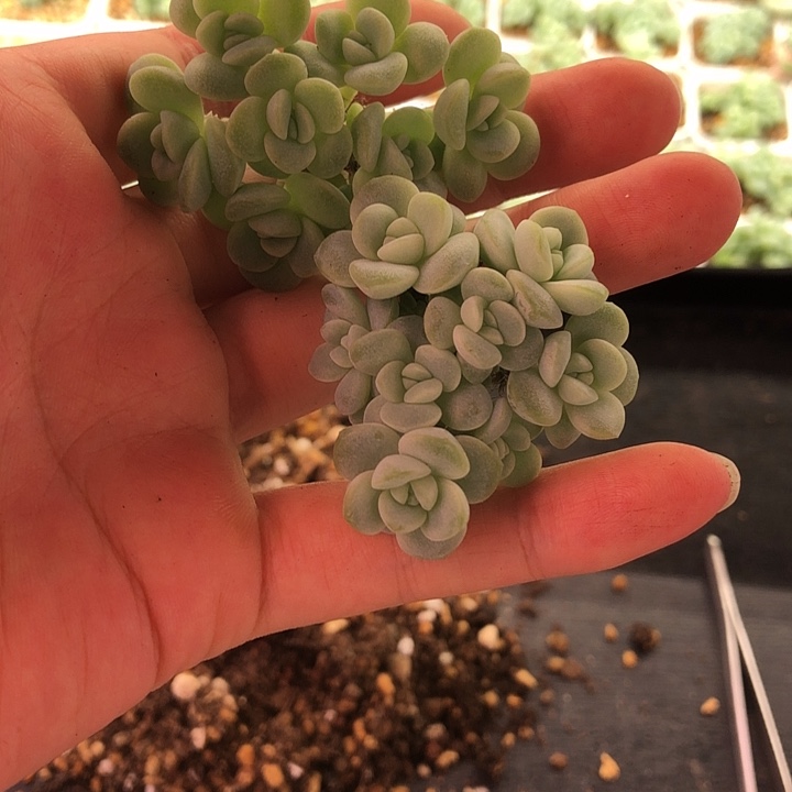 张***花多头冰玉专拍两个
