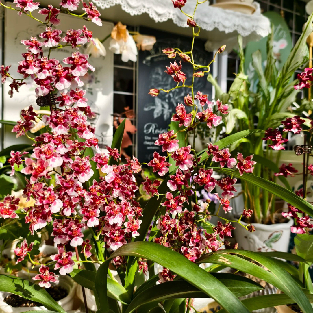 文心兰——4寸泰国香水 带香味原盆原土发货