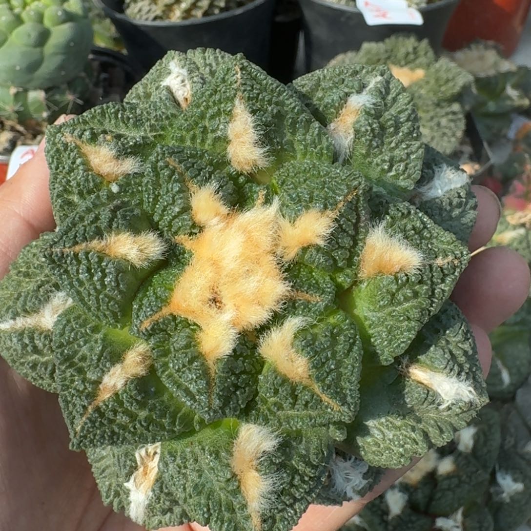 【闪购商品】落地龟甲牡丹651