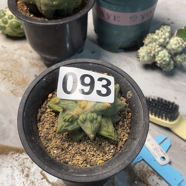 完全开放093怒涛一个