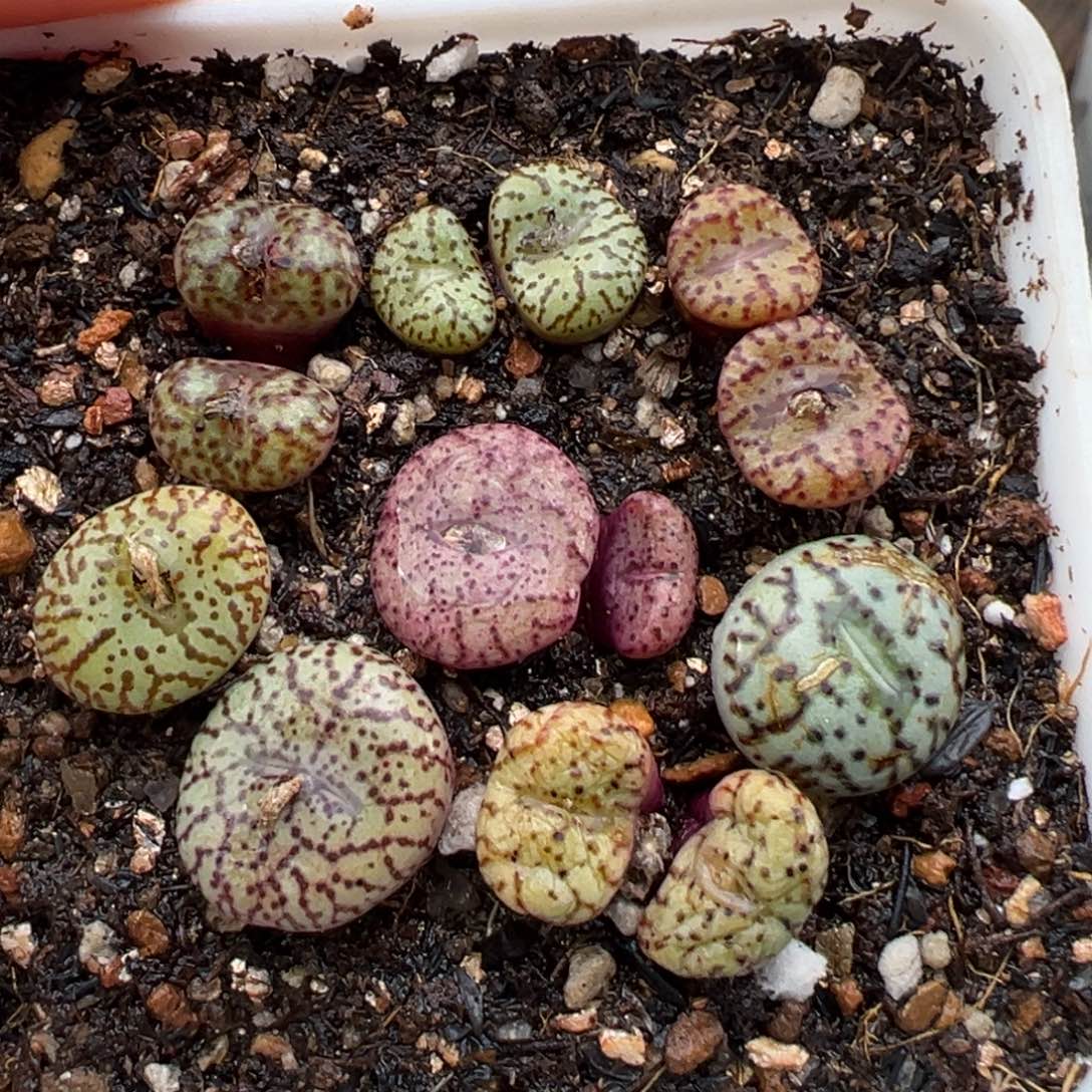 1.13好看的多肉787