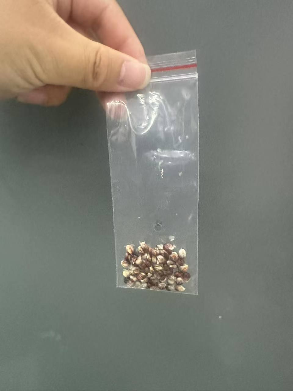 文玩玉米补粒，需要什么颜色私信
