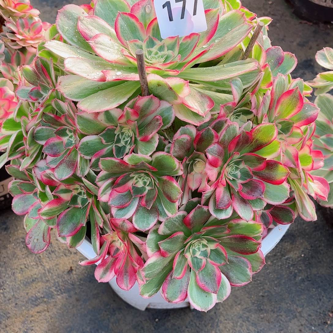 无花朵多肉植物177