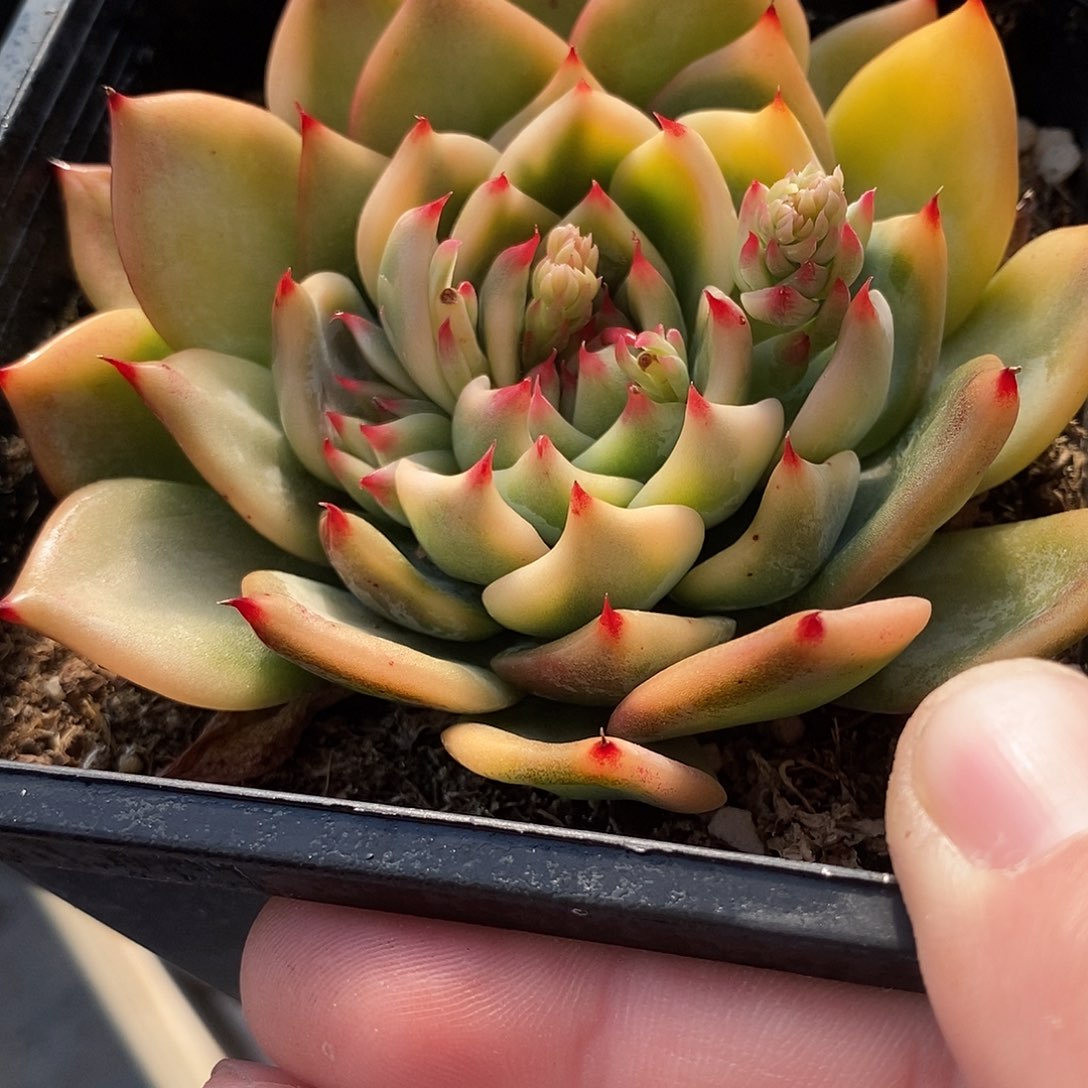 1271吉娃娃黄锦群生多肉植物哇啦塞