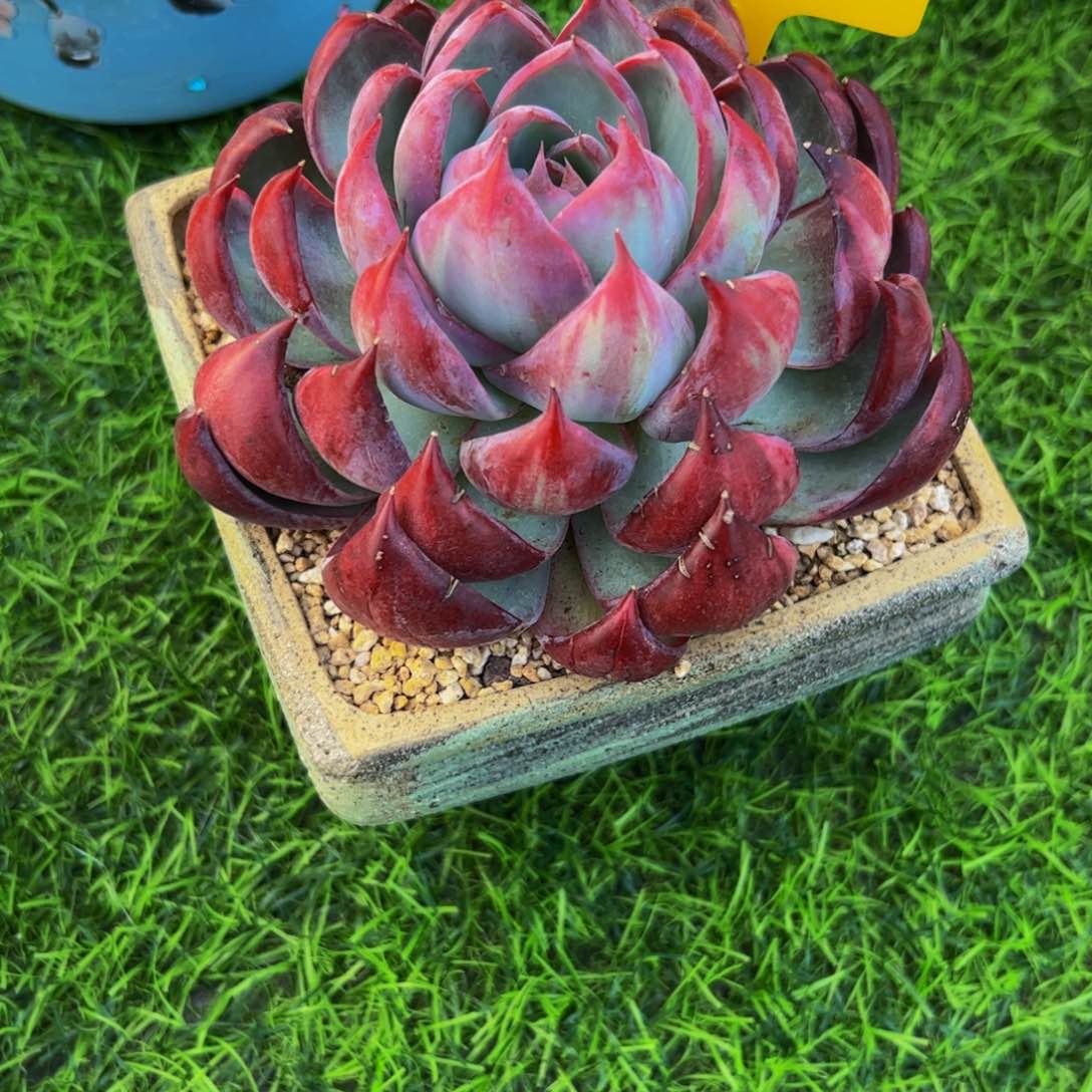 四****开单头惊鸿仙子多肉