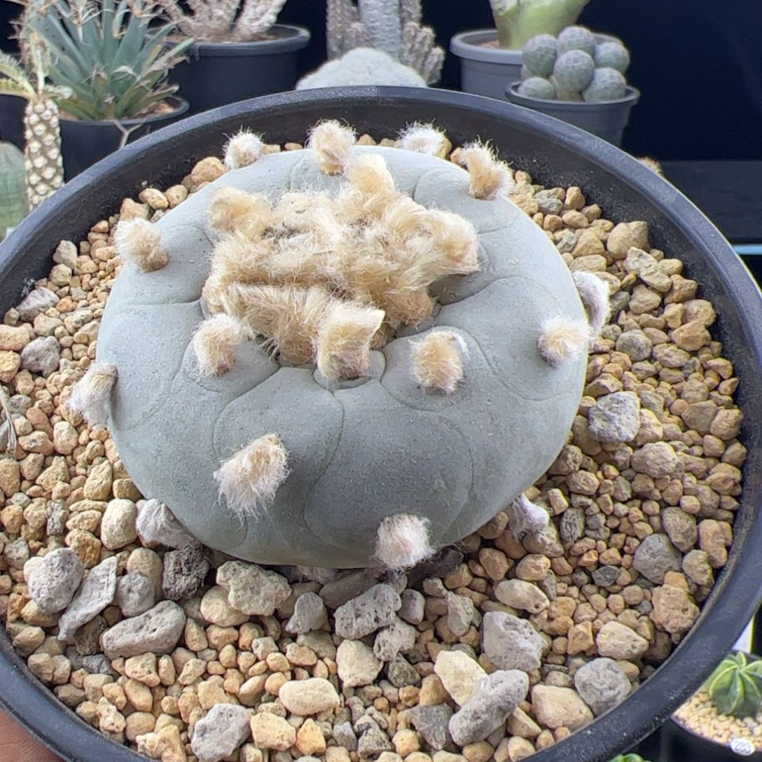 草球实生6.8一物一拍