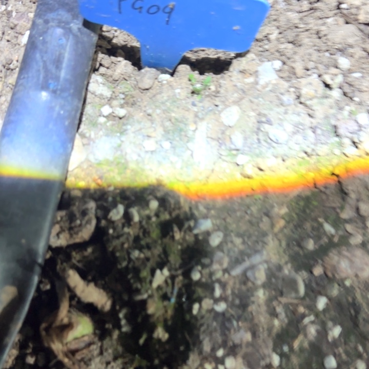 无花朵pg09越南朱 2cm