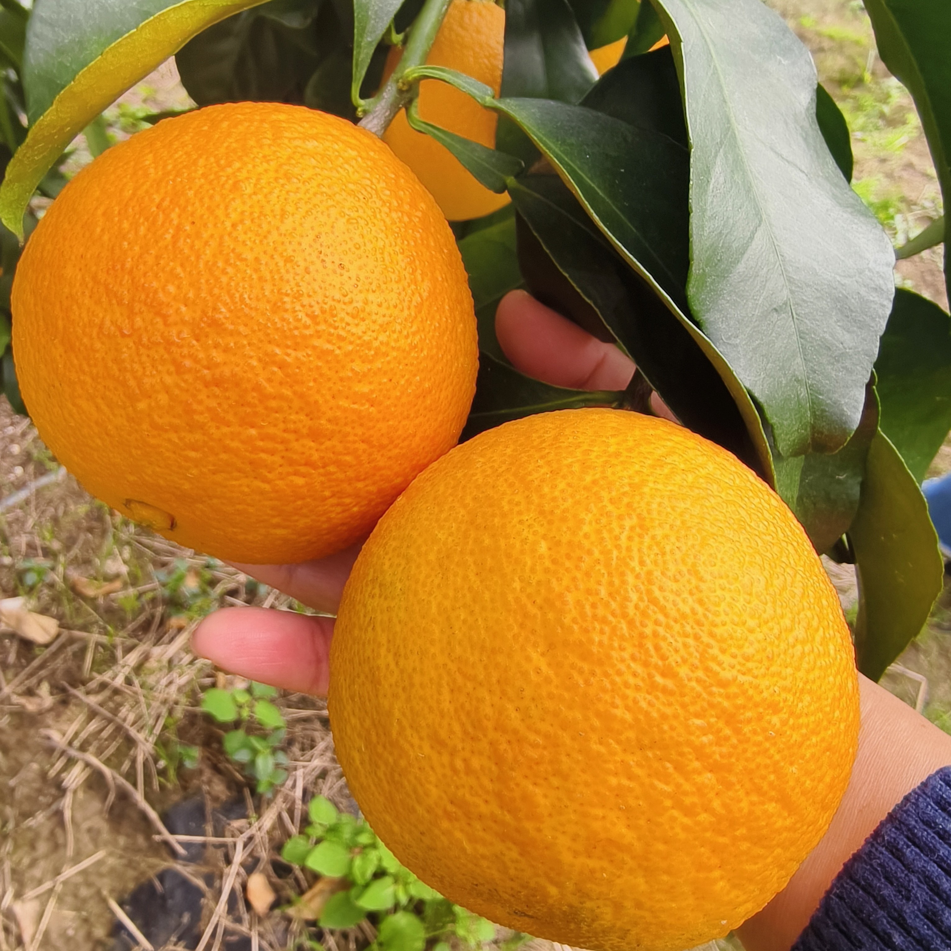 【红美人果冻橙】东海塘地甄选橙 薄皮爆汁 甜口手剥橙 现摘现发