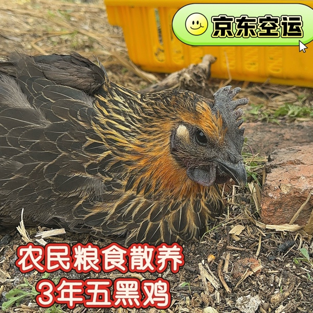 6农村粮食散养乌鸡黄油老母鸡