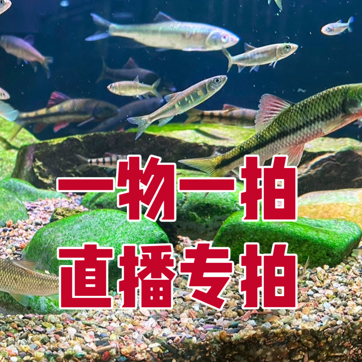 （直播改价一物一拍）浙江红腹溪石斑光唇鱼