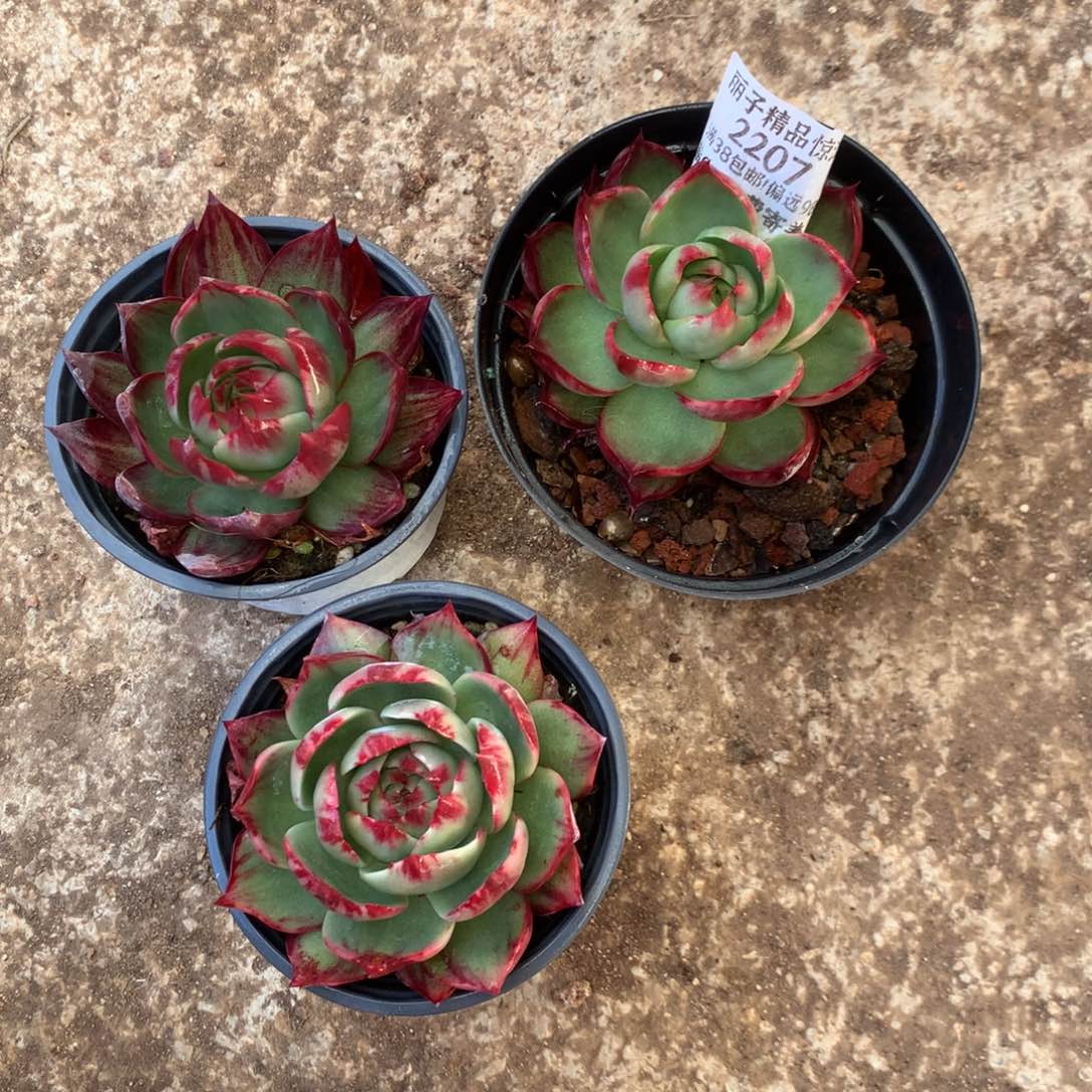 函***2207号多肉植物惊鸿3颗