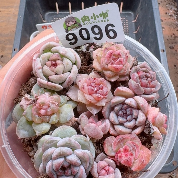 多肉植物多肉植物