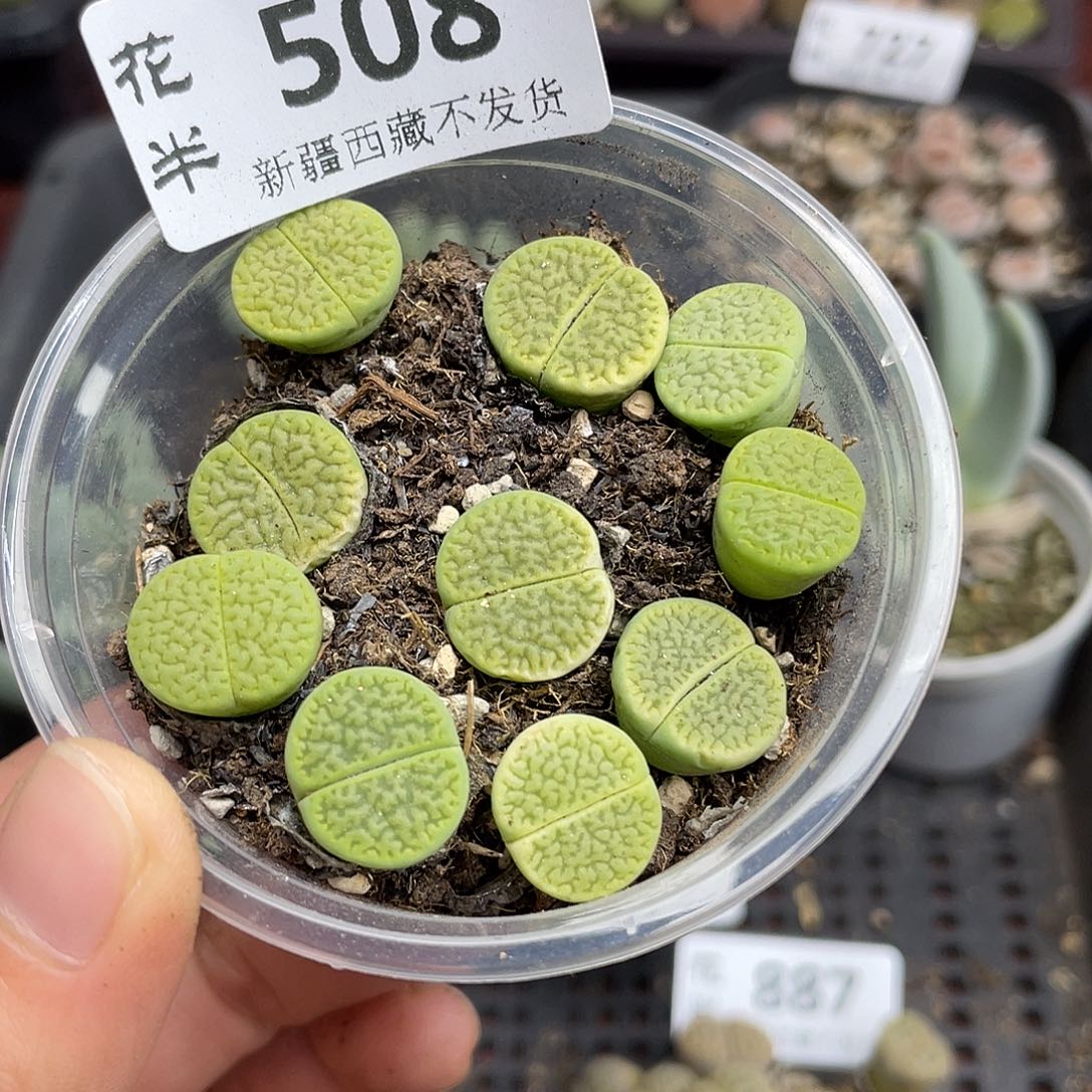 508000000花花花花花花花花