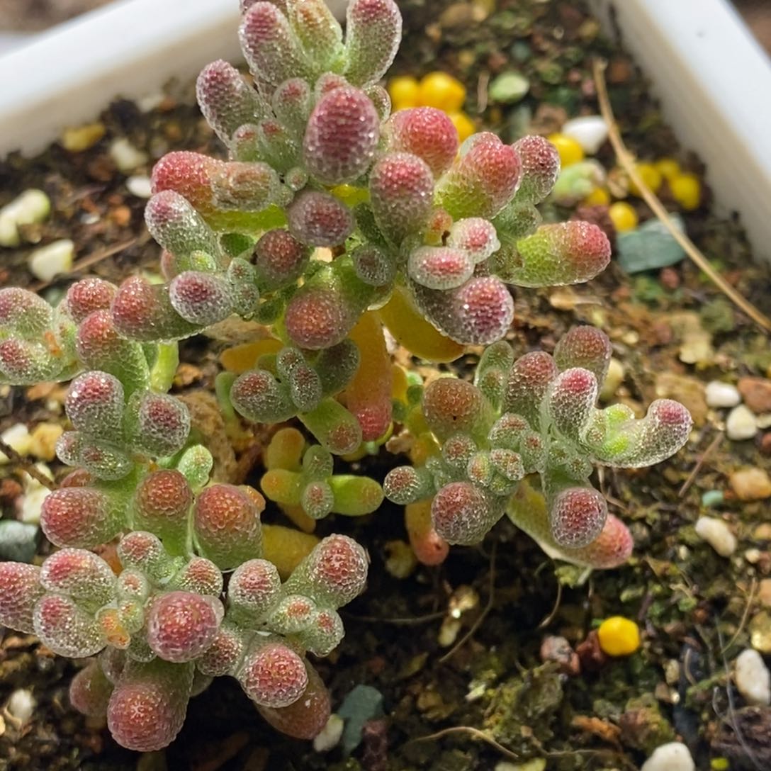 冰晶杂枝干番杏D285