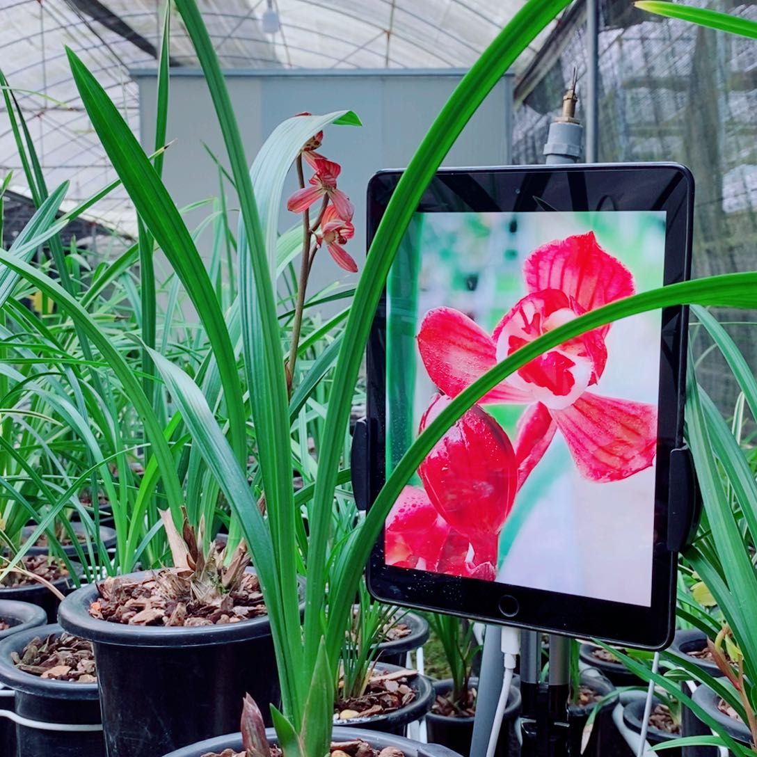 大部分花苞少量开放