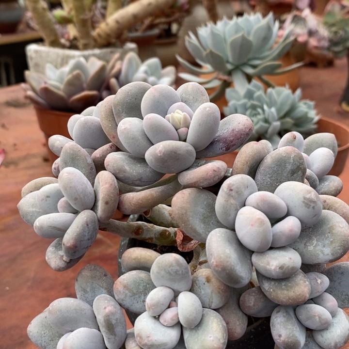 暖***洋香水朵朵整装无砍多肉