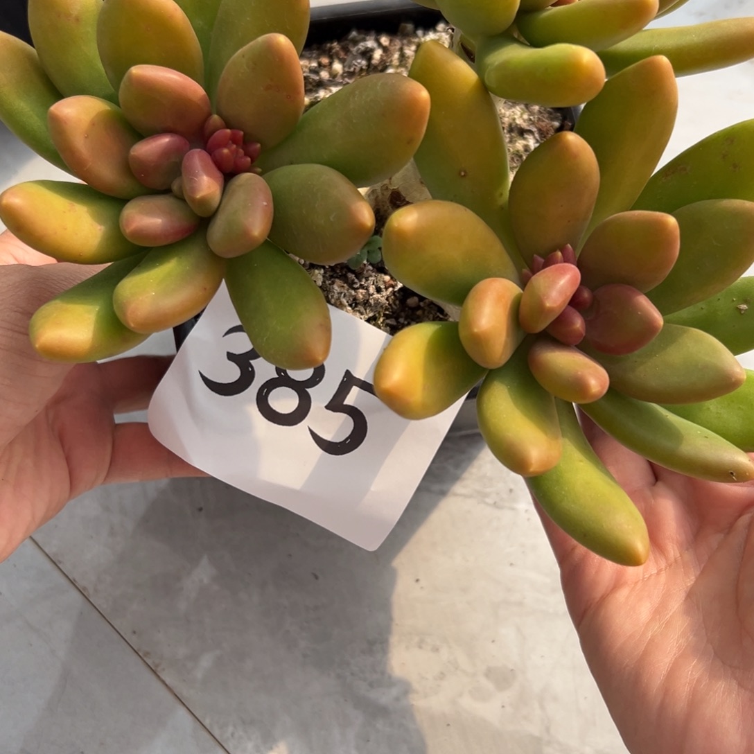 ฅ***茉385、公司更好的很唇红齿白v