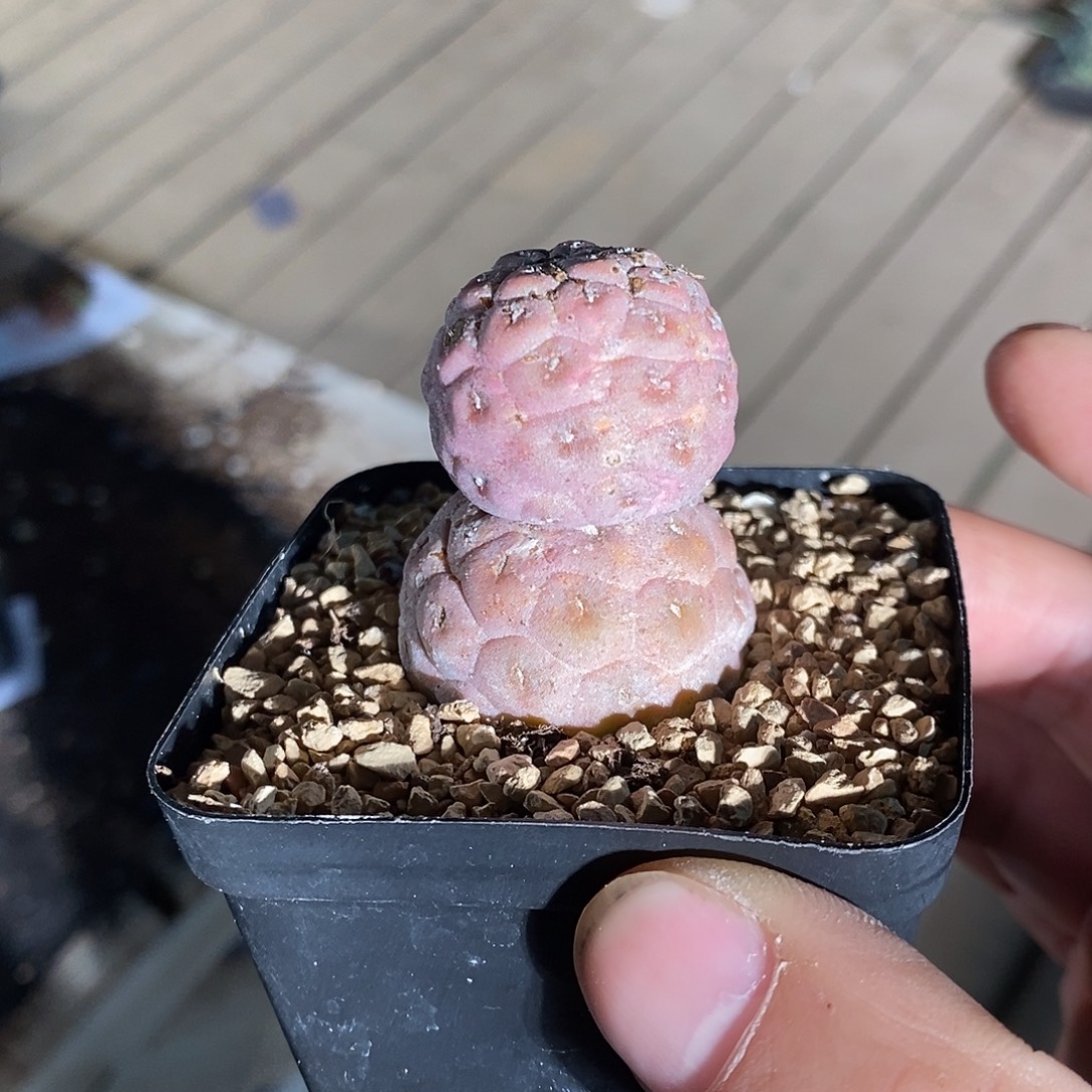 28409。   习志野。    双头实生。