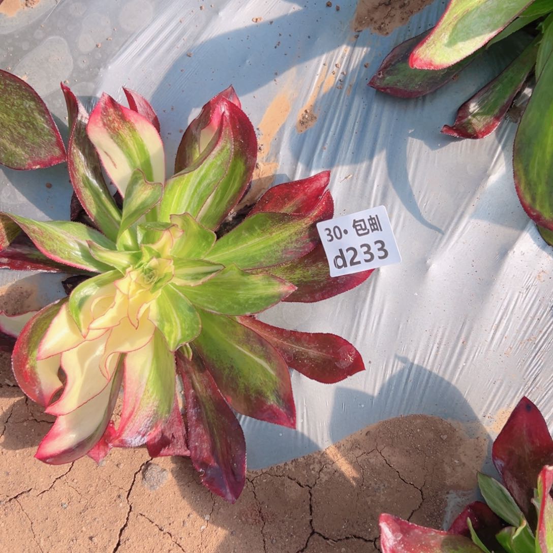 233 魅影七彩多肉法师