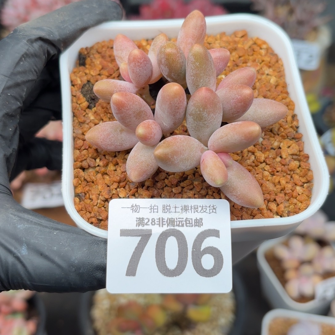 糖果美人无盆土发货