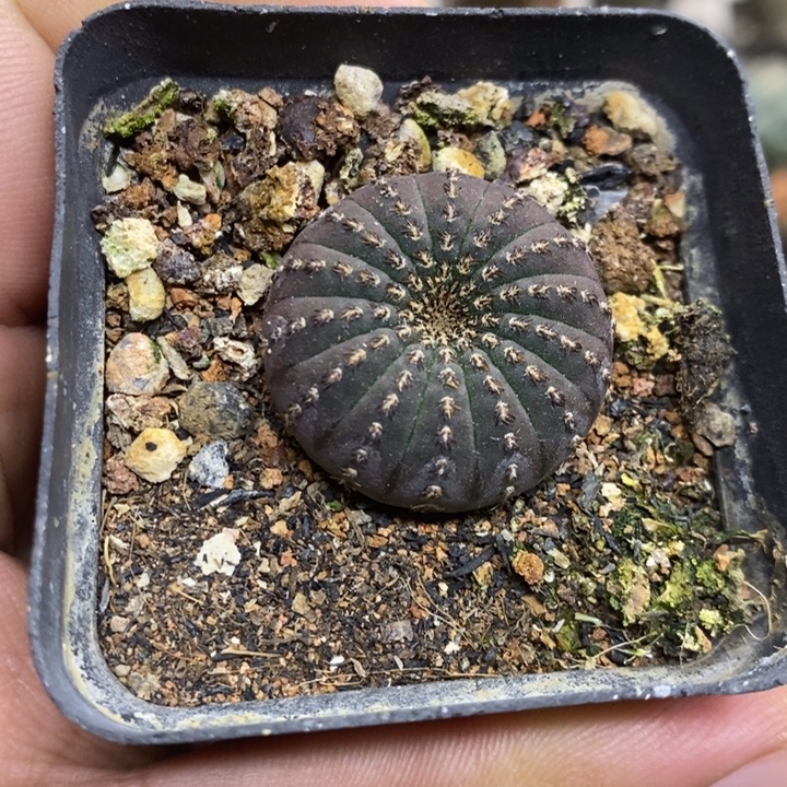 实生大型士童特价