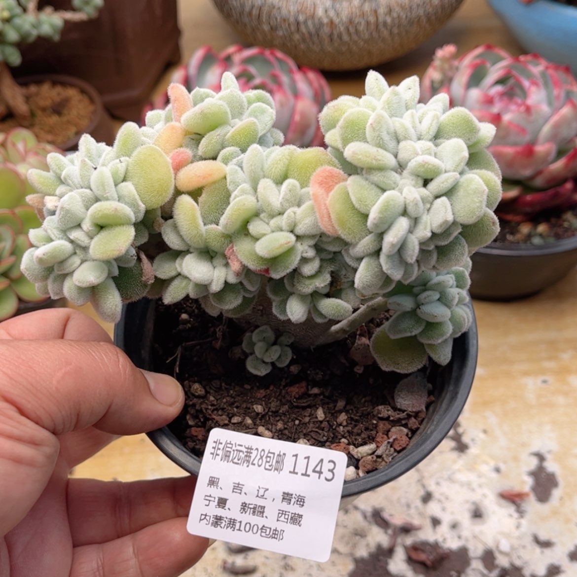 【闪购商品】1143雪晃星缀