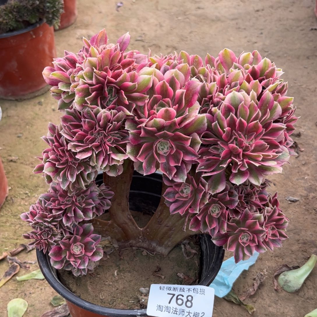 768粉女巫缀化多肉植物法师