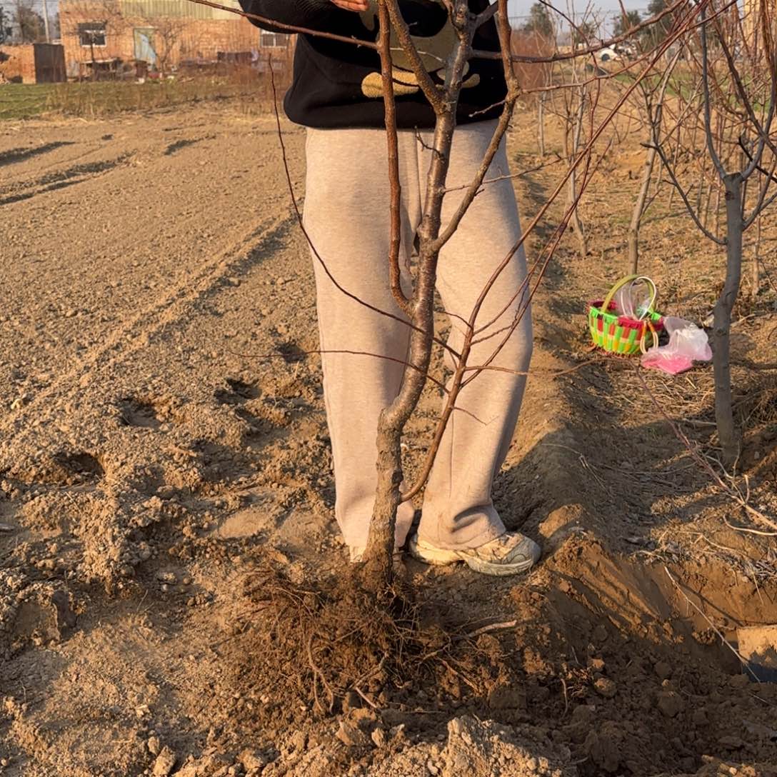 杏子树一物一拍裸根