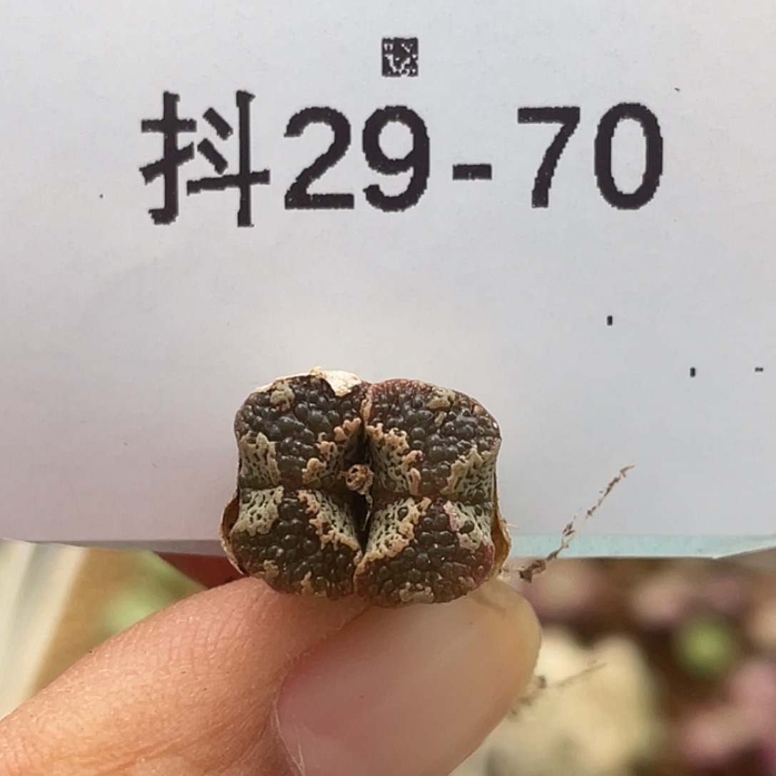 29-70超碟多肉植物