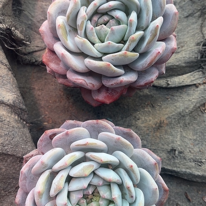 单头橙梦露多肉植物