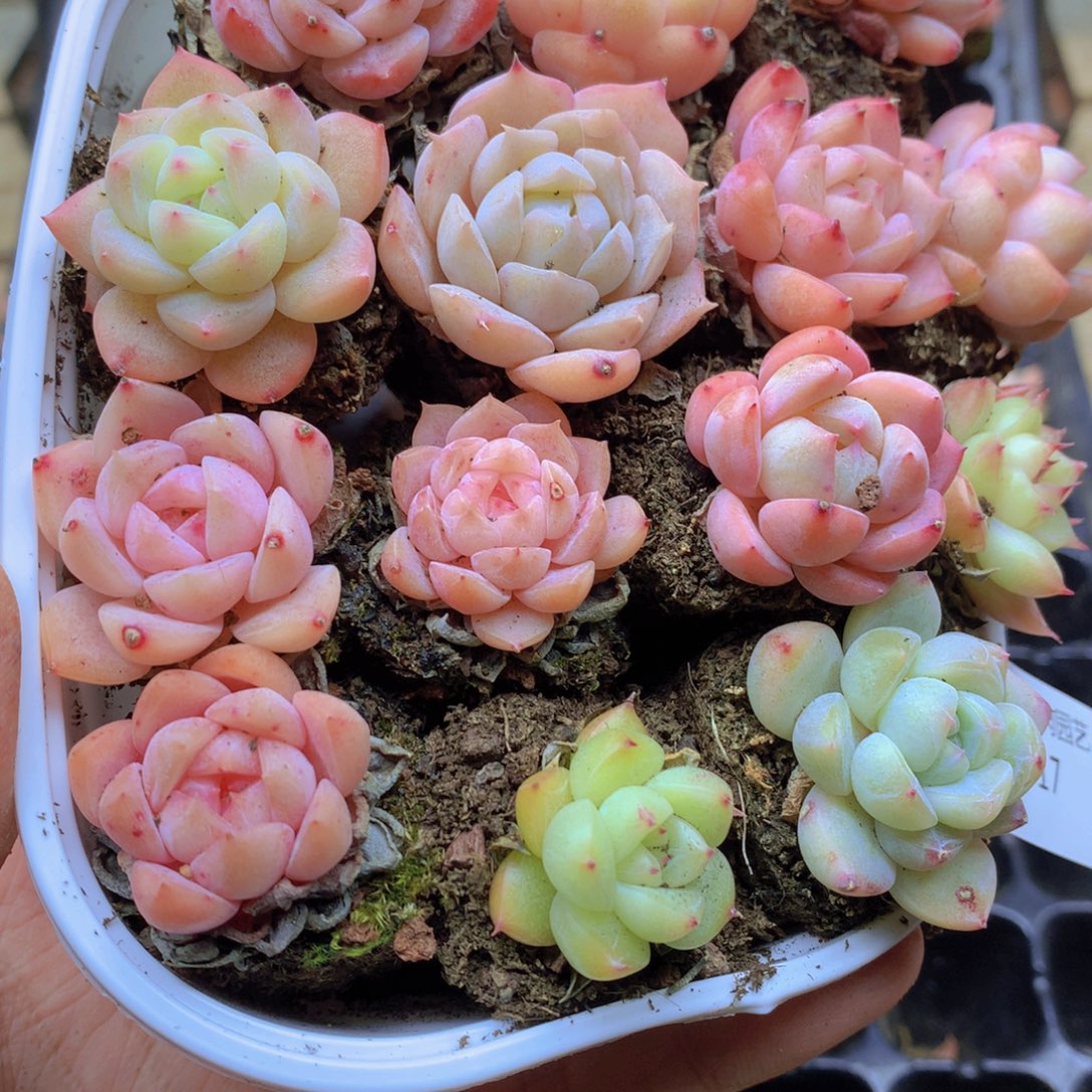 我要睡觉啦晚安了晚安017