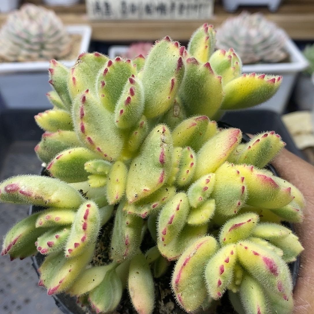 06209 白熊自然群