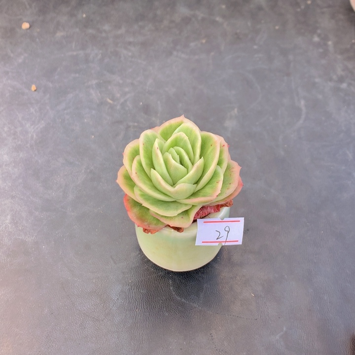 一物一拍满30包邮 29