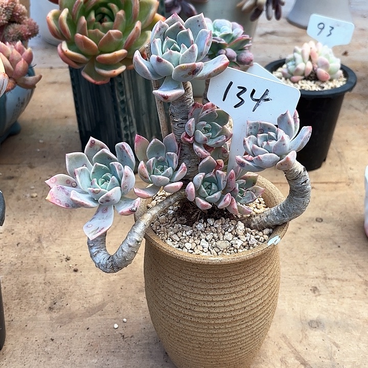 多肉植物，红粉佳人134号