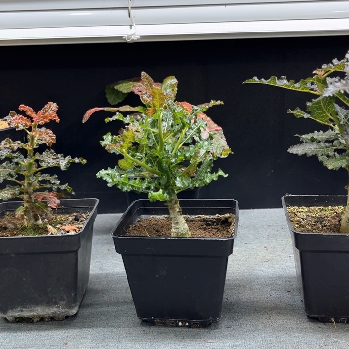 炭***团娜娜乳香1111111111111