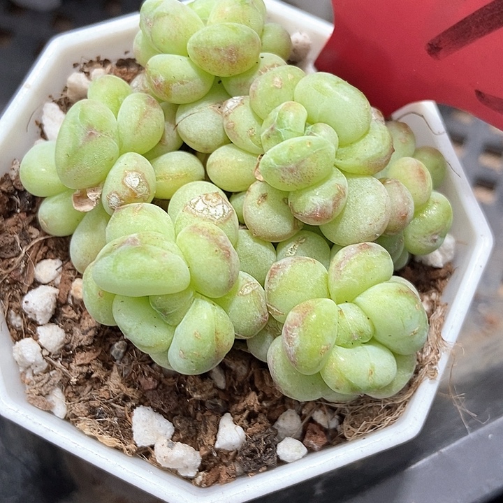 多肉植物阳光玫瑰273多肉