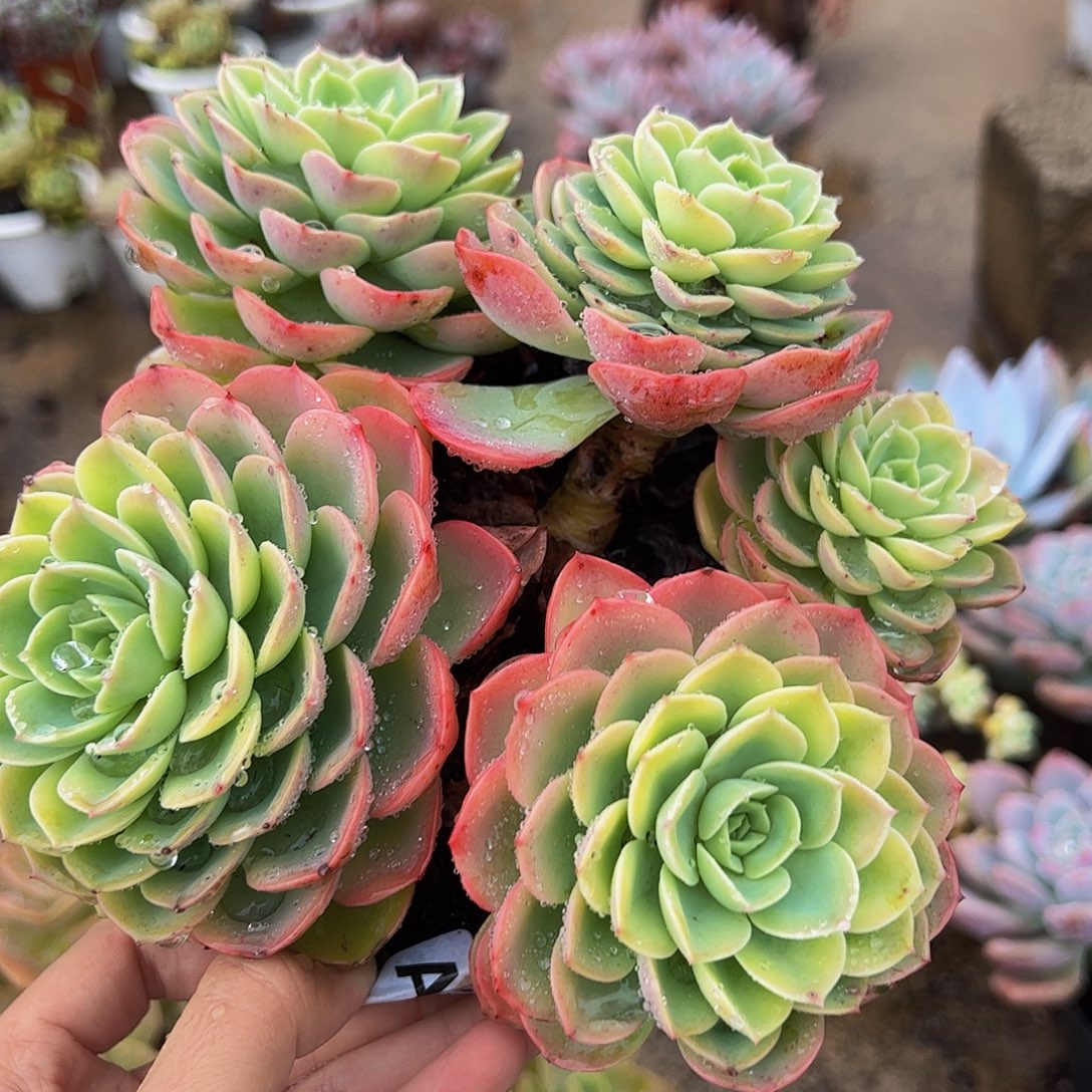 哈密瓜多头群生带颜色精品