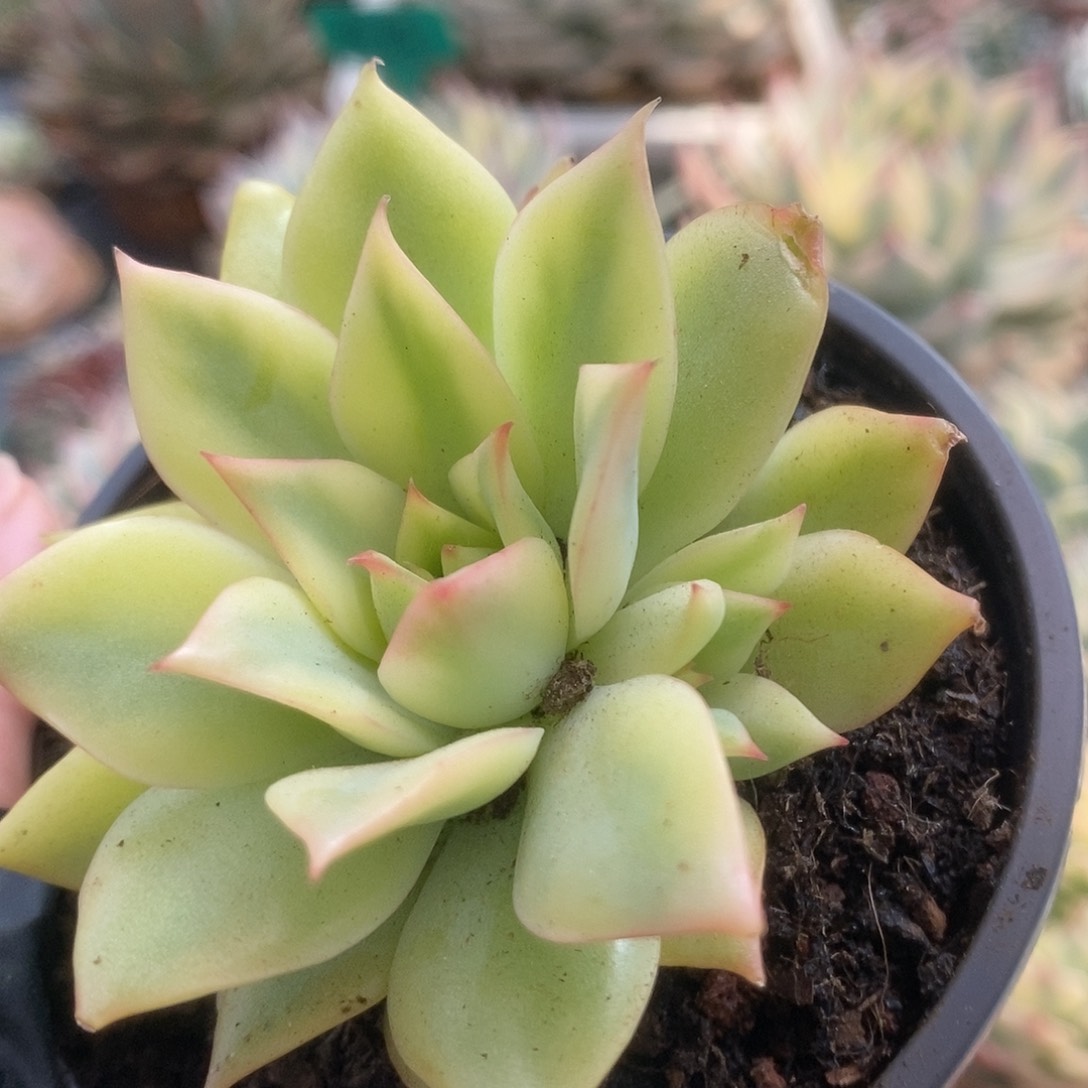 080宝莲灯锦锦锦锦锦锦