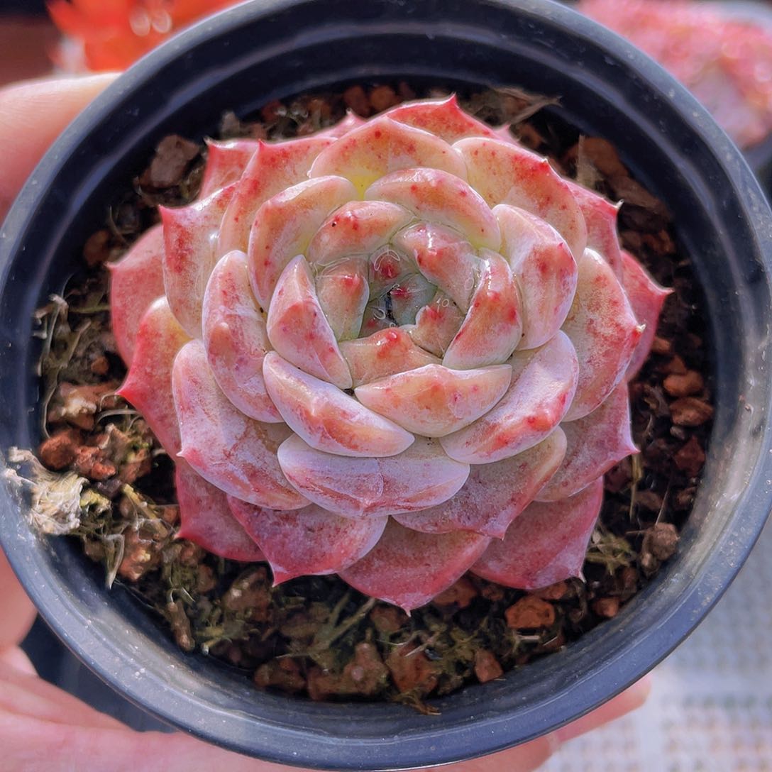2号框红钻一物一拍