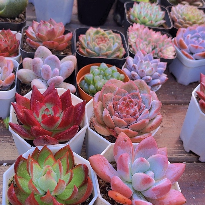 4盆1111111111112111111111