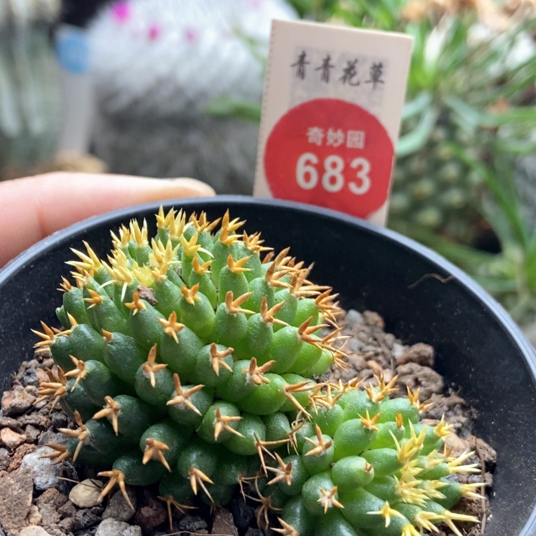 短豪刺琴丝双头一棵