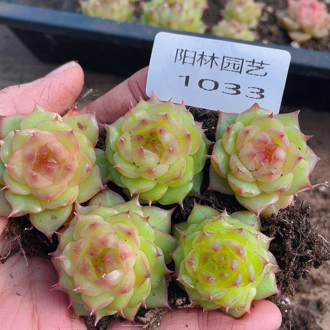多肉植物多肉植物1033