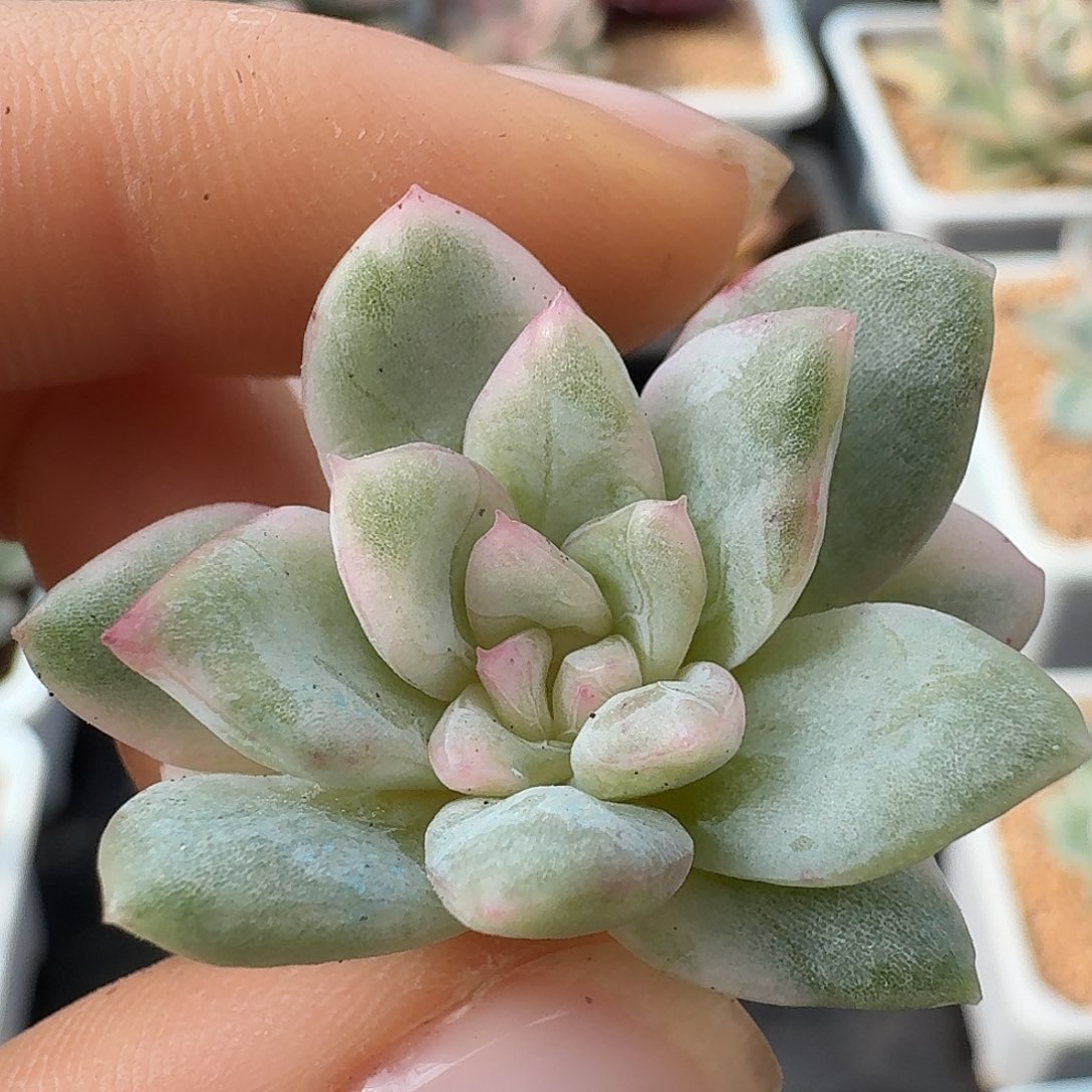 福利冰月亮锦侧芽