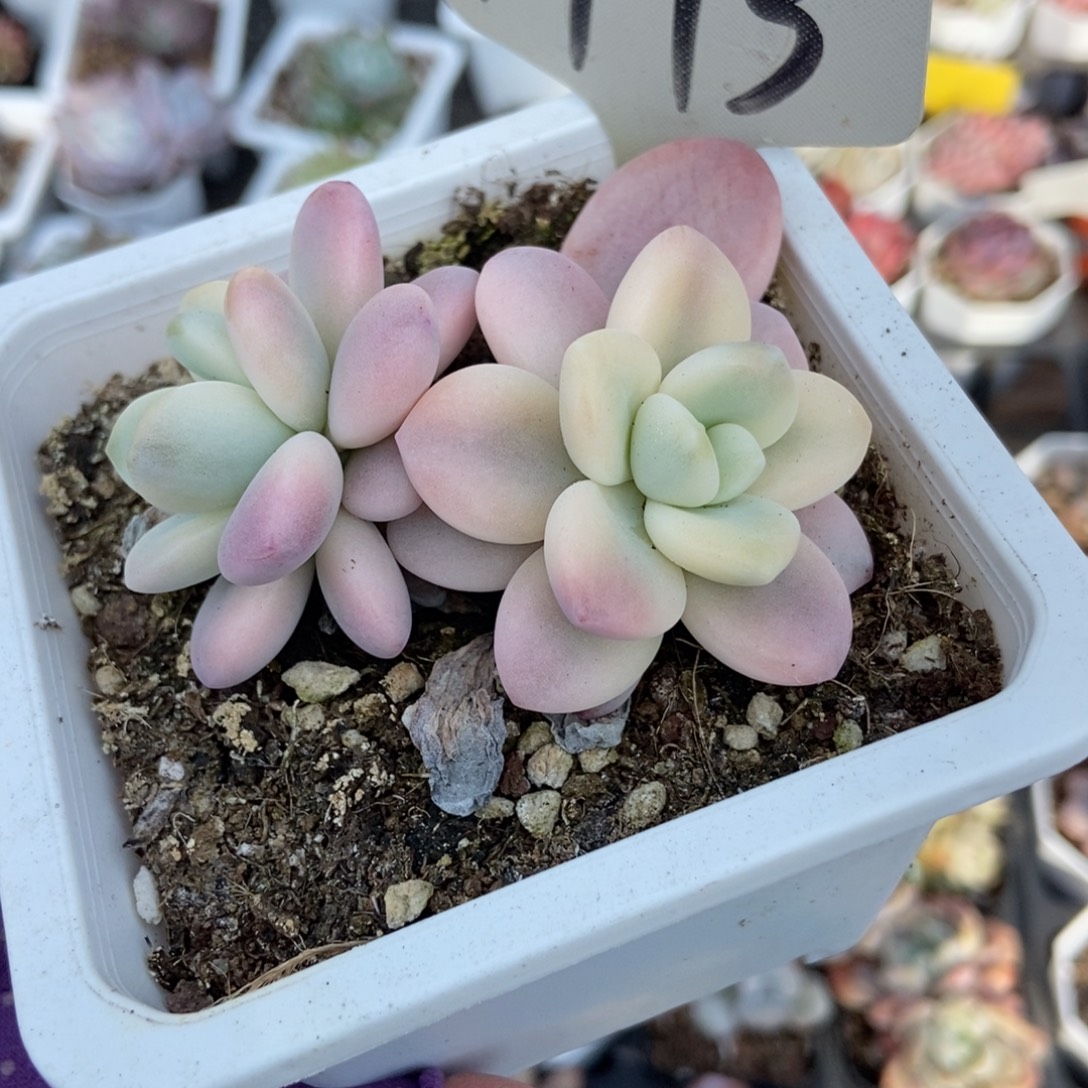 1773洛神锦多肉植物