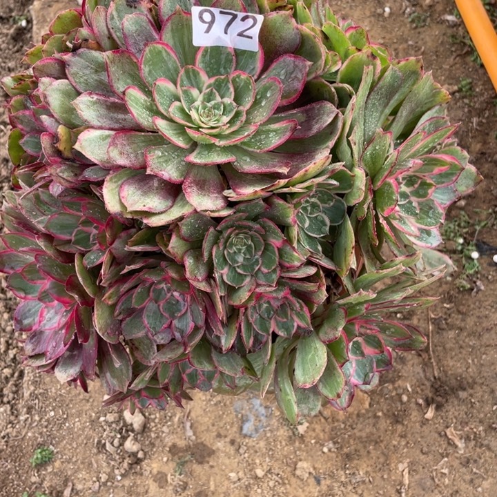 ：***无花朵972莲花座对肉